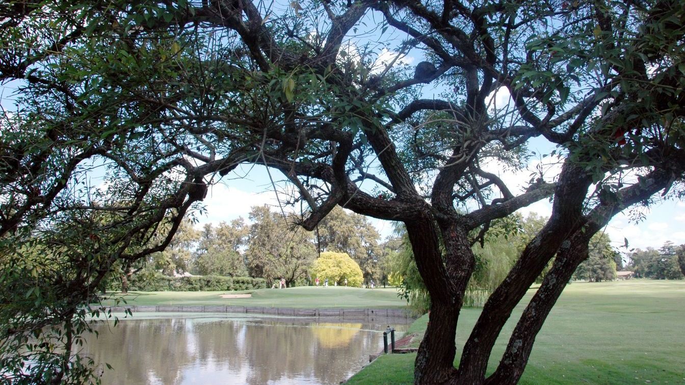 An old tree leaning over the water hazard